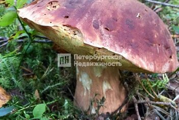 Земельный участок 119.8 сот. в деревня Борисово ул Лесная