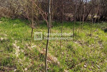 Земельный участок 45 м² в тер. СНТ Щеглово-2 (поселок Щеглово) ул 8-я линия, д255уч