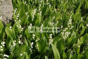 Земельный участок 98 м² в  ул Державинская, д26