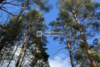 Земельный участок 8.49 сот. в деревня Муя ул Центральная